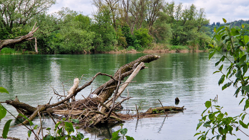 Nest einer Mittelmeermöwe in der Reuss
