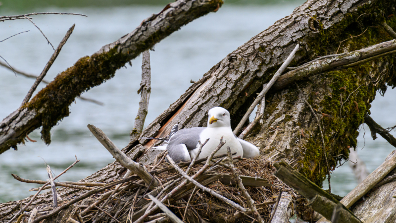 Mittelmeermöwe sitzt auf dem Nest