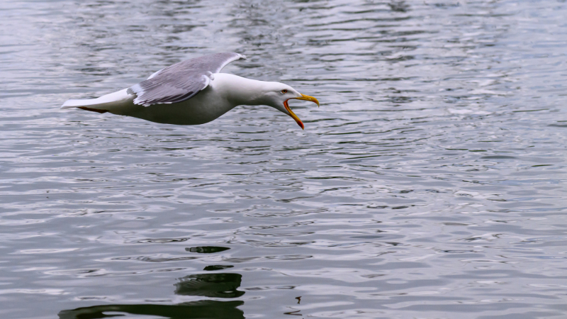 Mittelmeermöwe schreiend im Anflug