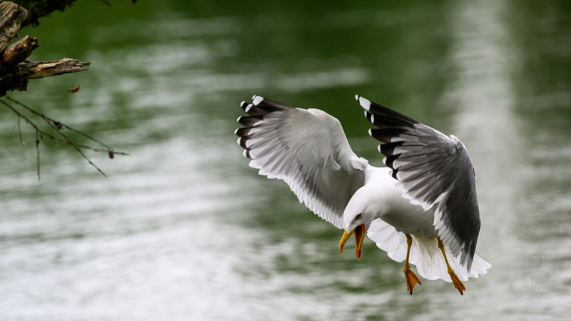 Mittelmeermöwe beim Beschützen seines Jungen
